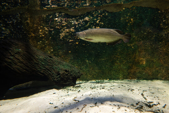 Northern Barramundi fish adult under the surface.