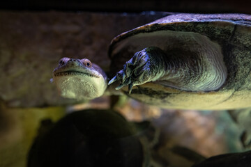 Close-up of the long-necked turtle's head underwater.