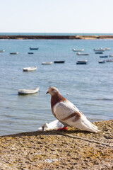 Common dove looking at the sea from the promenade in Cadiz, Andalusia, Spain.