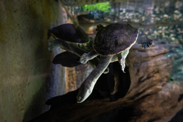 Long-necked turtle under the surface.