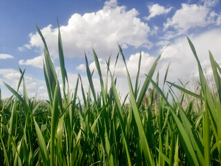 Common wheat (triticum aestivum) also known as bread wheat crop growing on the field with blue 
sky and white clouds background. 