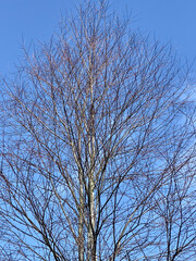 tree and sky