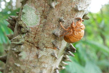 The exoskeleton of a dead bug on the Anigic Tree also known as the Floss silk that are found throughout the Savannas or Cerrados of Brazil