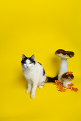 black and white kitten in autumn decor on yellow paper. Naughty pets and naughty pets. Copy space. cat on yellow background