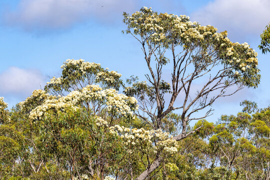 Red Bloodwood Tree In Flower