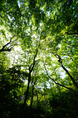 祇王寺の庭園風景