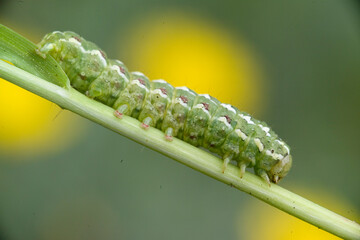 green caterpillar on a stem, Caterpillar, larva of moth genus Cucullia Fam. Noctuidae. Monte...