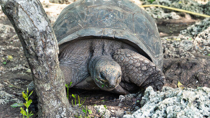 Giant tortoise Aldabra turlte Zanzibar Prison Island Changuu