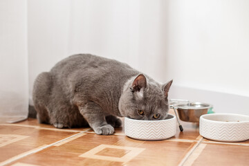 British Shorthair Eating from a Ceramic Bowl. Pet concept.