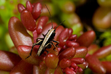 Dark Bush Cricket Pholidoptera griseoaptera male resting on Sedum sativum, Cavalletta, Eupholidoptera magnifica, Grasshopper,Sardinia, Italy
