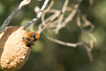 Rock mason bee (Chalicodoma sicula: Megachilidae) female emerging from the nest cell.  sp....