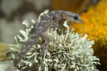 European leaf-toed gecko // Europäischer Blattfingergecko (Euleptes europaea) - Sardinia, Italy...