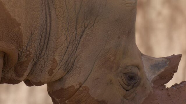 This video shows a super close up, detailed view of a rhinoceros' face covered in mud.