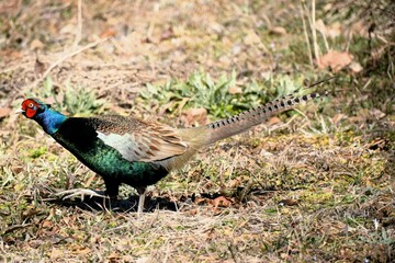 餌を探しているオスのキジ