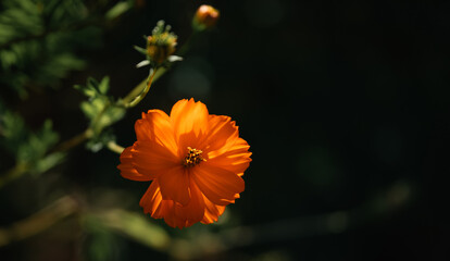 Orange color flower of Cosmos sulphureus plant.