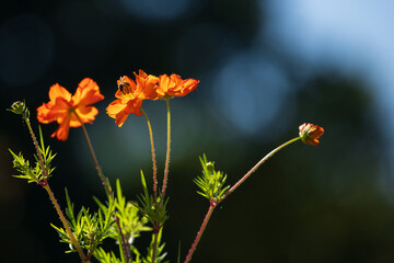 A bee on orange color flower of Cosmos sulphureus plant.