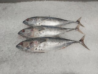 Fresh mackarel tuna on ice in supermarket. Whole fish for sale in seafood department. Close up; selective focus. Cloudy eyes from the frozen ice bed.
