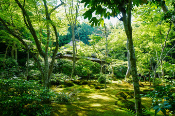 祇王寺の庭園風景