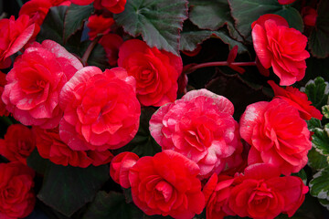 Beautiful roses Bush in garden, roses for Valentine Day.