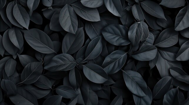 Dark black tropical leaf group background. Nature panoramic background concept, black and white photo.