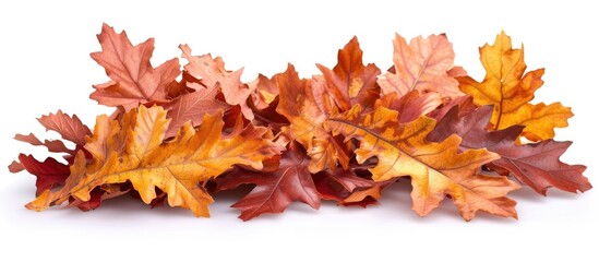 A cluster of vibrant autumn oak leaves lies scattered on the ground, showcasing their rich colors and intricate textures. The leaves appear freshly fallen, with some still retaining hints of green