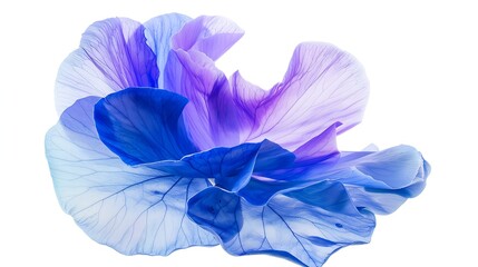 Butterfly Pea isolated on white background : Generative AI