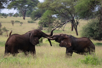 Obraz premium Two brown elephants playing fighting in Tarangire National Park Tanzania Africa