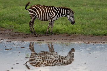 Fototapeta na wymiar Zebra with reflection at Ngorongoro Crater National Park Tanzania Africa
