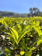 green tea leaves