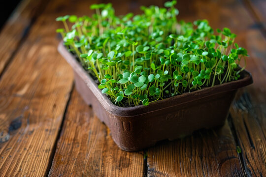 Microgreens in a small brown container on a dark wooden table. Young sprouts close up. Growing microgreens at home. Healthy eating concept. Organic food.