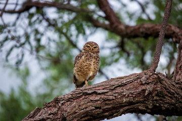 Burrowing Owl (Athene Cunicularia) in forest