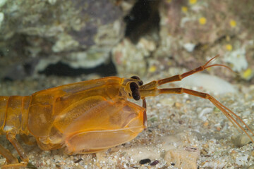Gambero mantide, Mantis shrimp (Rissoides desmaresti). Mediterraneo. Golfo dell'Asinara. Sardegna. Italia