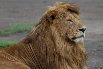 Male lion with dark mane sitting in Serengeti National Park Tanzania Africa