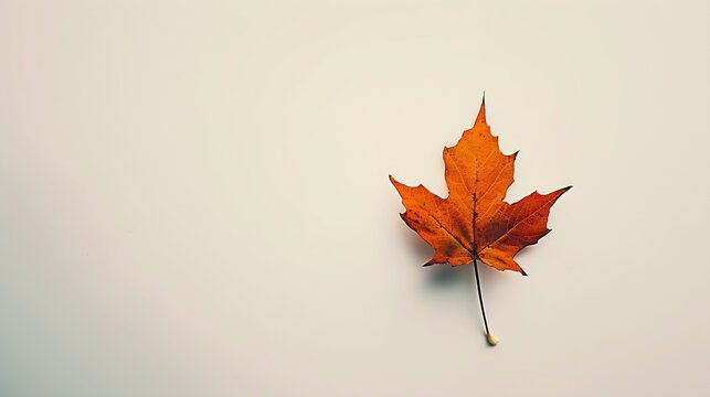The image of an autumn theme natural maple leaf in yellow orange red burgundy tones on a white background : Generative AI