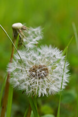 dandelion