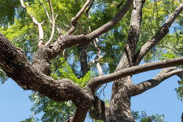 low angle view of trees in nature, nature concept