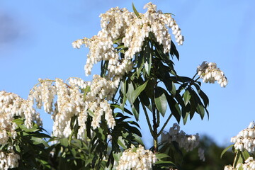 Pieris japonica - white flowers
