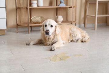 Labrador dog with wet spot on floor at home