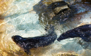 A couple of black furred Pacific harbor seals with ring spots swimming in shallow clear water