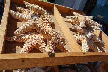 Dry Orche Sea 5-arm starfish commonly found along California Pacific ocean coastline at souvenir shop stand