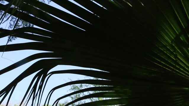 palmera grande de ceil&aacute;n, copypha, palmas gebang,copypha, palma talipot, granpalma de ceil&aacute;n, palmera de abanico, palmera parasol, talipote