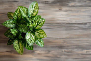 Fototapeta premium top view green house plant in pot isolated on wooden background with copy space text