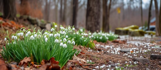 Snowdrops, small white flowers, are emerging from the ground in a wooded area in Wisconsin. The delicate blooms add a touch of early spring beauty to the natural landscape.