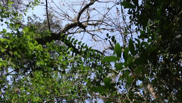 Caminando debajo de &aacute;rboles en el bosque
