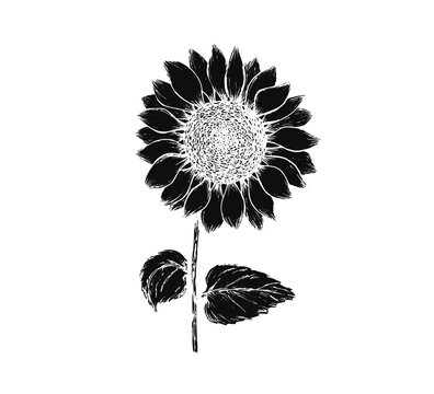 Vintage black textured vector block print technique sunflower with seeds. Hand drawn sketch linocut linocut illustration of sun flower for nordic botanical pattern design, greeting card, invitation