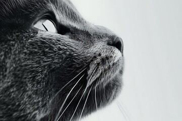 side view close up head of russian blue cat, black and white photo - Powered by Adobe