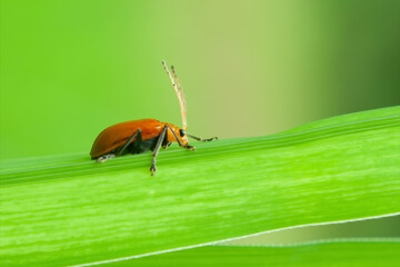 An Orange Aulacophora Beetle