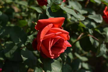 Beautiful city flowers Beijing China