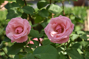 Beautiful city flowers Beijing China