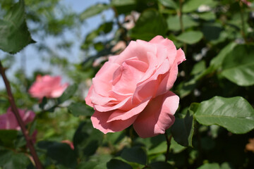 Beautiful city flowers Beijing China